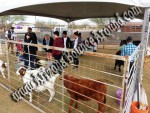 Petting Zoo's for Hire, petting zoo rentals, Denver, Colorado Springs, Aurora, Fort Collins CO