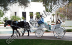 Wedding Carriage rentals, Horse drawn carriage rides, Fort Collins CO, Denver